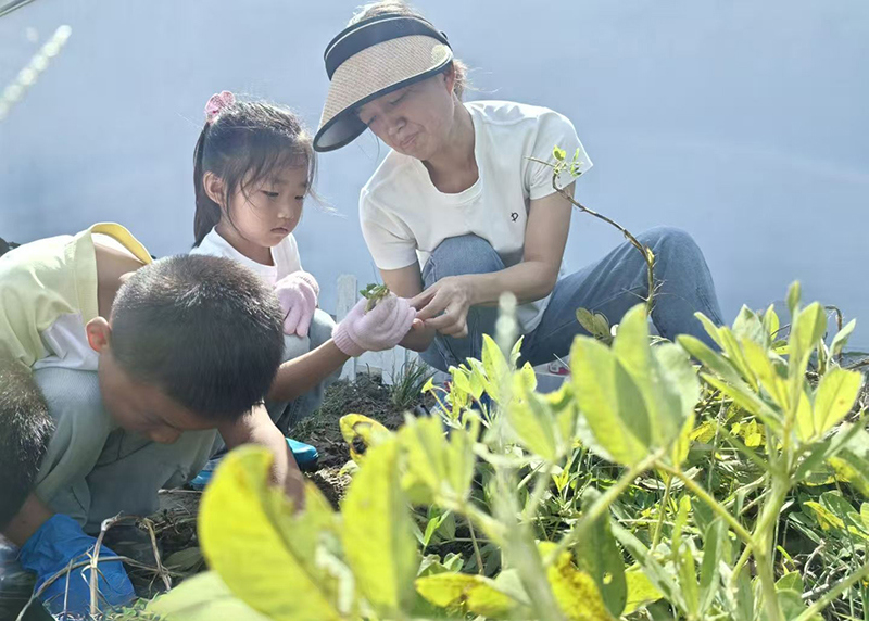 老师，花生原来是长在泥土的啊！