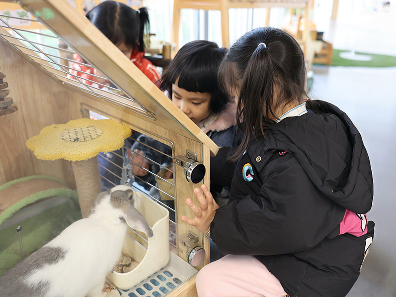 孩子们在喂养小花兔